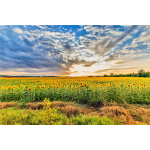 Sunflower Field Hungary