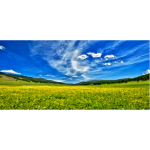 Spring meadow and blue sky