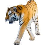 Tiger vector illustration