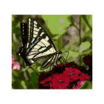 WesternTigerSwallowtail04