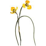 Yellow Trident Petaled Moraea