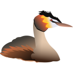 Great crested grebe