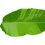 Banana leaf