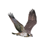 Western Osprey in flight illustration