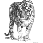 bengal tiger