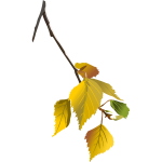 Tree branch in autumn vector drawing