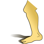 Human leg vector image