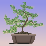 Bonsai plant-1627243866