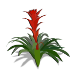 bromelia 01a