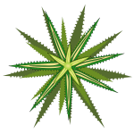 Star plant