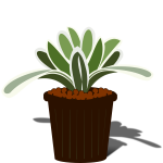 Potted Bromelia