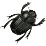 Black bug