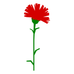 Red carnation