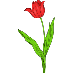 Colored tulip