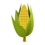 corn cob