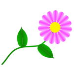 Daisy Fuchsia