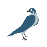 Vector image of a hawk