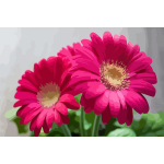 gerbera 02