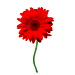 gerbera1