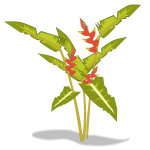 heliconia 02