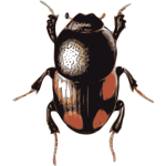 Scarab beetle