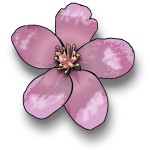 Apple blossom vector clip art