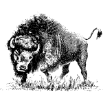 Buffalo drawing