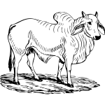 brahma bull