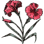 carnation