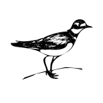 killdeer bird