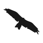 Flying bird silhouette