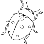 Ladybug line art vector drawing