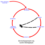 eutrophisation cycle