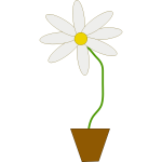 flower in a pot