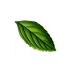 Mint Leaf