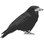 Raven bird vector clip art