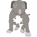 pit bull puppy