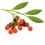 Rowan fruit