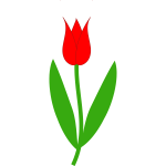 red tulip