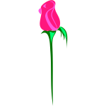 Rose on white background vector image