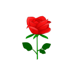 Red rose