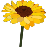 Sunflower vector drawing