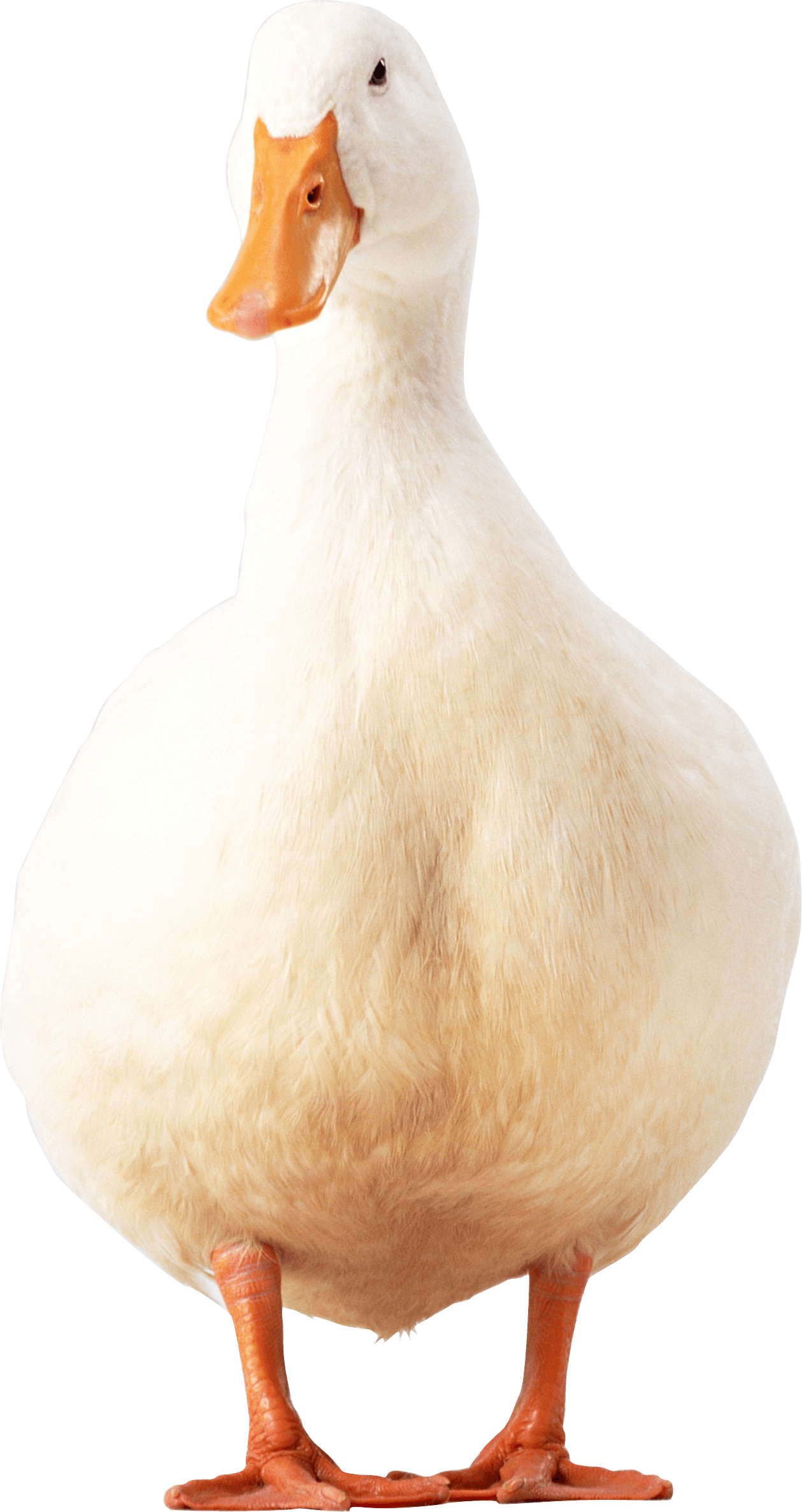 White Duck Png Image Transparent PNG Image