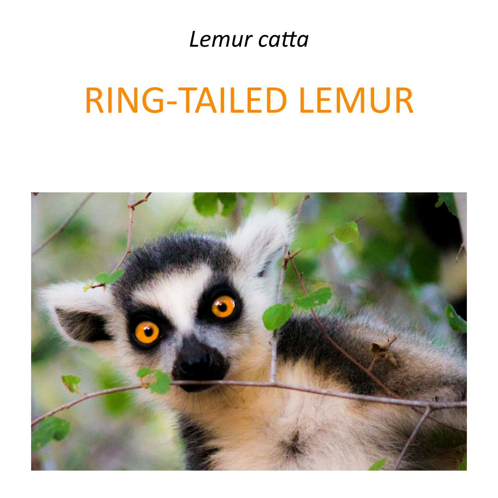 Program ochrony lemura katta