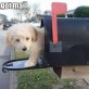 You Got Cute Mail!