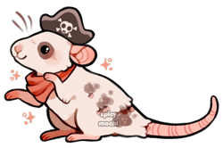 Size: 540x358 | Tagged: safe, artist:supichu, mammal, rat, rodent, feral, 2021, 2d, ambiguous gender, bandanna, clothes, cute, hat, headwear, murine, pirate, signature, simple background, smiling, solo, solo ambiguous, transparent background