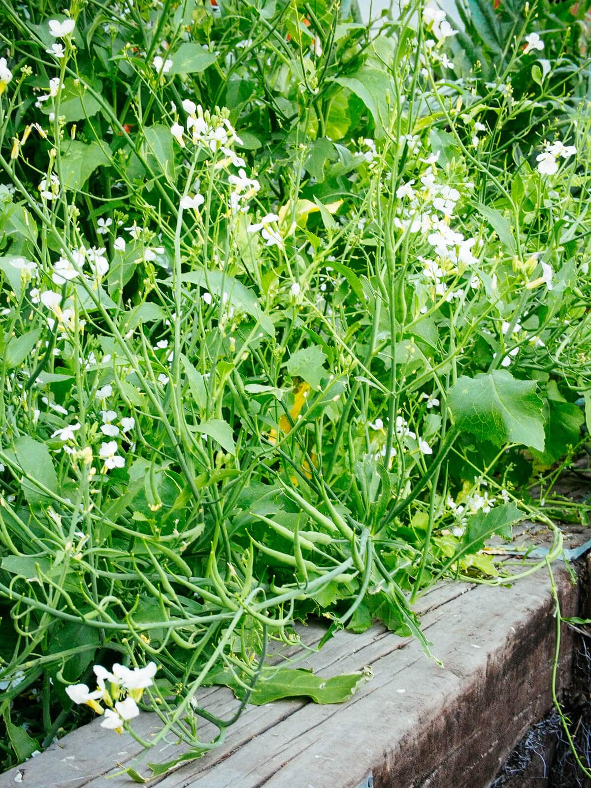 Flowering radish plants