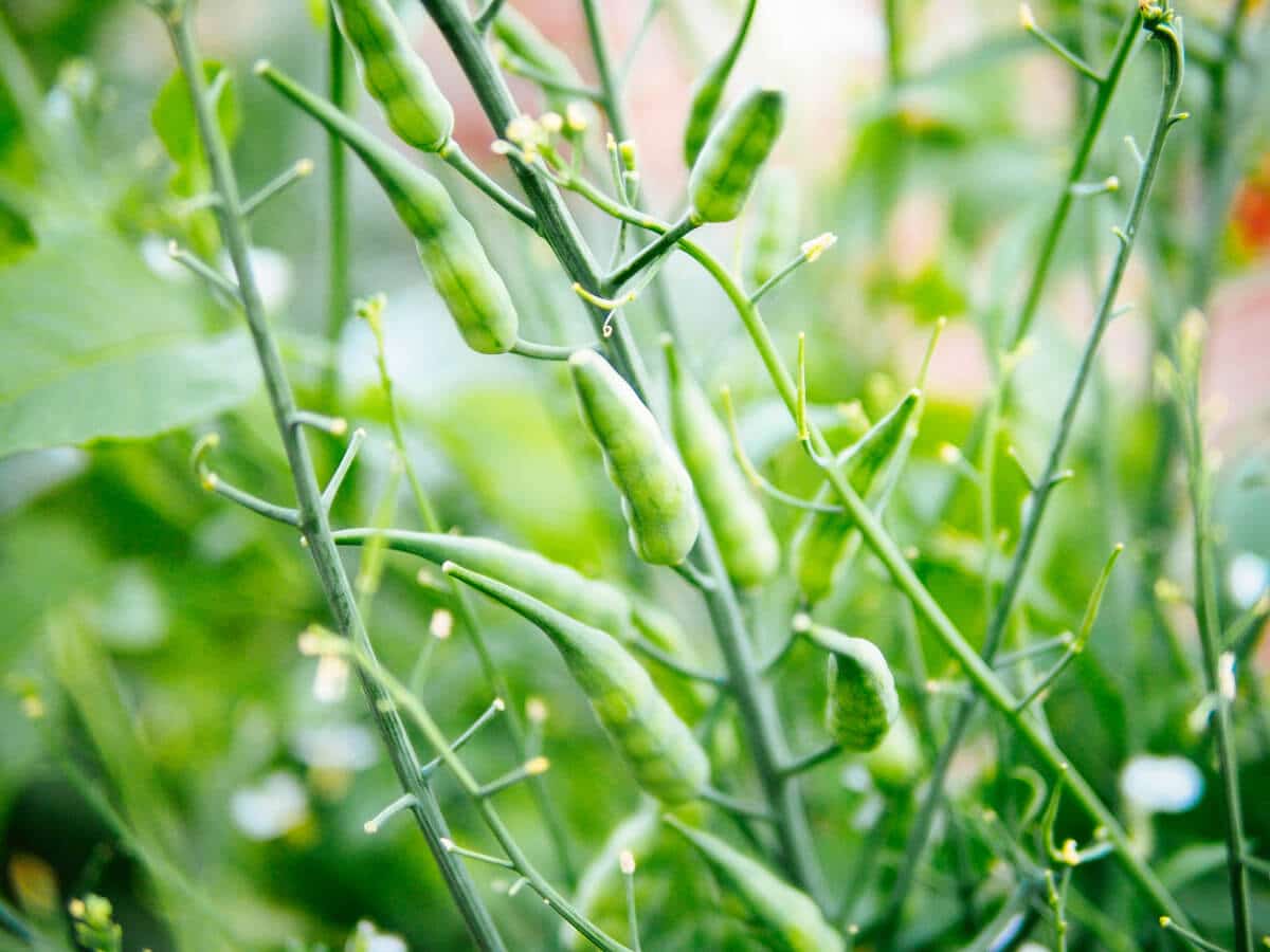 Slender green seed pods on a radish plant