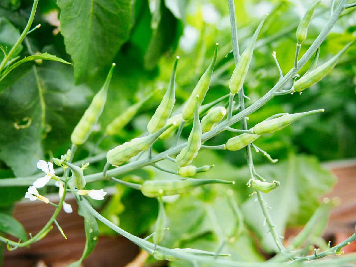 A long stem of radish seed pods