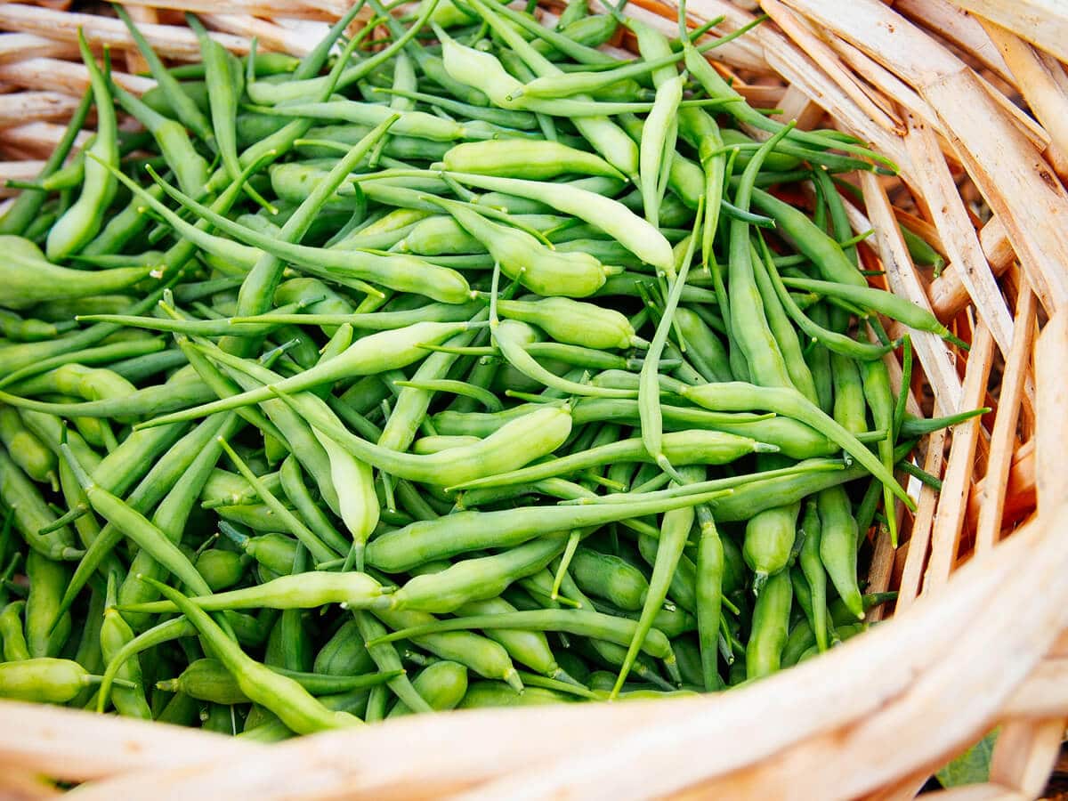 Radish seed pod harvest